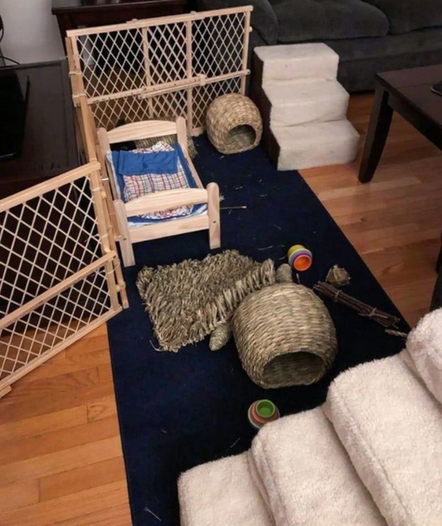 2. Pronađite zeca na slici