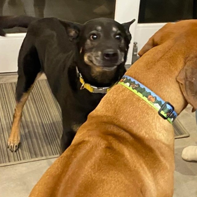 "Moj pas je upoznao novog prijatelja i izgleda jako sretno zbog toga."