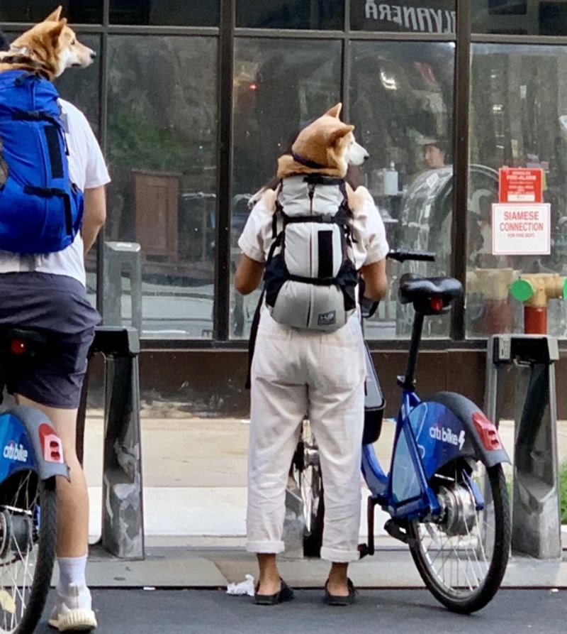 Taman se poklopilo da psi i vlasnici postanu jedno.