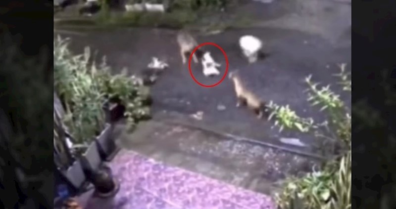 Nadzorna kamera snimila herojsku scenu: Mačka potrčala na cestu da bi spasila mačića od četiri psa