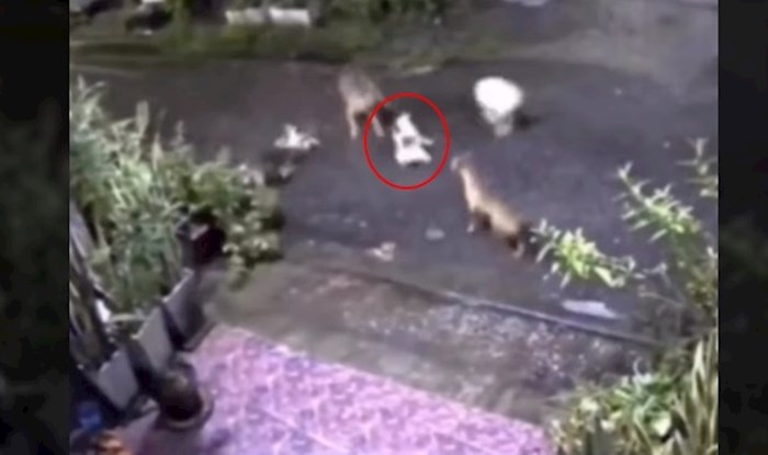 Nadzorna kamera snimila herojsku scenu: Mačka potrčala na cestu da bi spasila mačića od četiri psa
