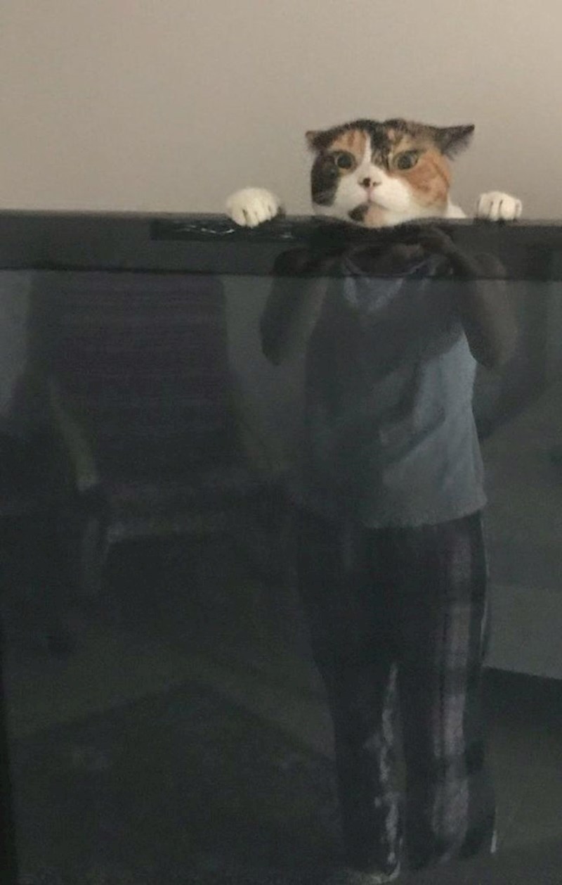 1. "Moja žena mi je poslala ovu sliku, nekoliko trenutaka kasnije je televizor završio na podu"