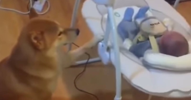 Ako već dosad niste vjerovali, ovaj video će vas uvjeriti da su životinje naši najbolji prijatelji