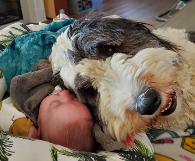 12. "Prije nekoliko mjeseci sam udomila bebu, moj pas je oduševljen novom prinovom"