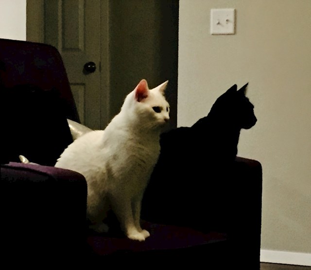 1. "Na trenutak sam pomislio da je crna mačka sjena bijele mačke"