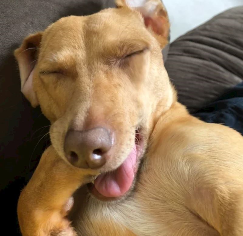 7. "Voli spavati sa šapom u ustima, izgleda preslatko!"