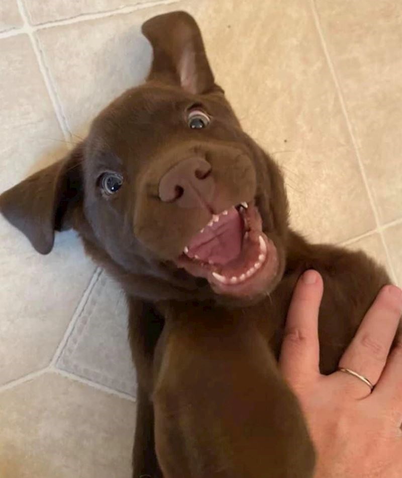 "Moji prijatelji su udomili psića, ne prestaje se smijati"