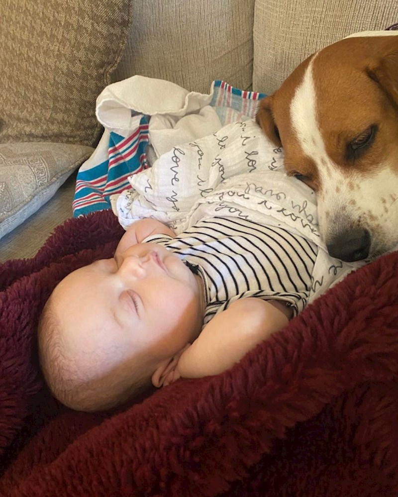 10. "Otkad smo doveli bebu doma, naš se pas ne odvaja se od njega"