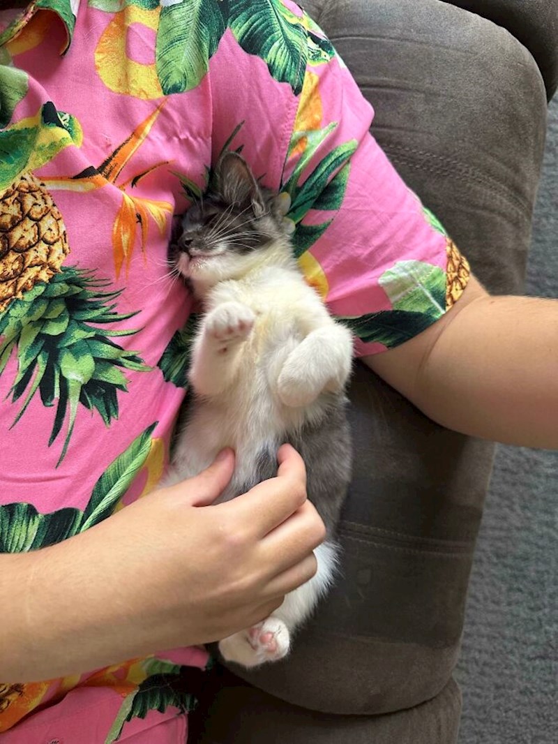 13. "Najveće maze su one udomljene"