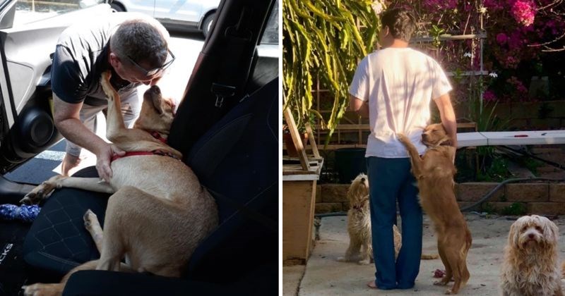 18 fotki koje dokazuju da postoji posebna povezanost između tati i životinja koje "nisu" htjeli