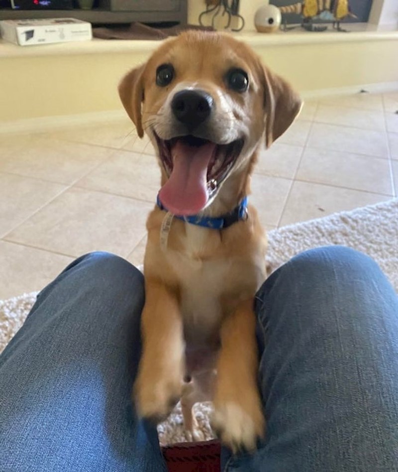 11. "Jedan zadovoljan, sretan i zaigran psić. Najbolje od svega je što je moj"