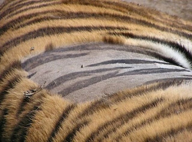 Šare na krznu tigrova su vidljive i na njihovoj koži