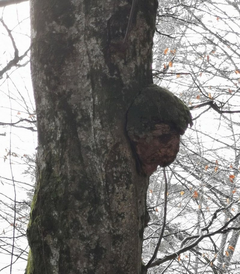 "Oov stablo izgleda kao da ima tužno lice"