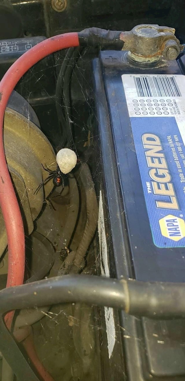 6. Crna udovica u automobilu...