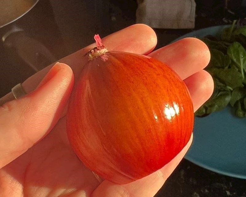 "Ne mogu vjerovati da sam konačno pronašao crveni luk!"