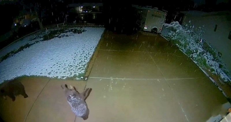 Nadzorna kamera snimila presladak trenutak: Pogledajte oduševljenje medvjedića dok je ugledao snijeg