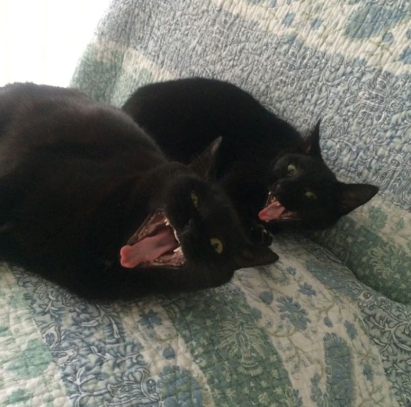 "Poslao mi je ovu sliku i napisao: 'Vidi kako su mačke sretne'. Izgledaju kao demoni..."