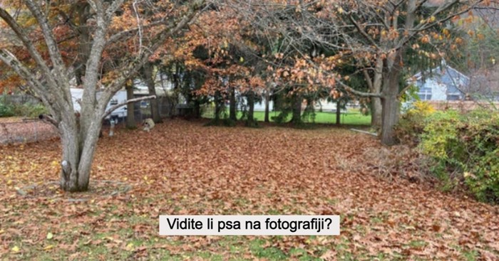 Pronađite skrivenu životinju ili predmet: 10+ savršenih fotografija za testiranje vida