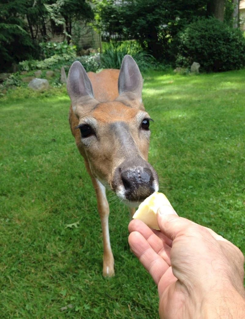 9. "Pogledajte tko mi je dolutao u dvorište!"