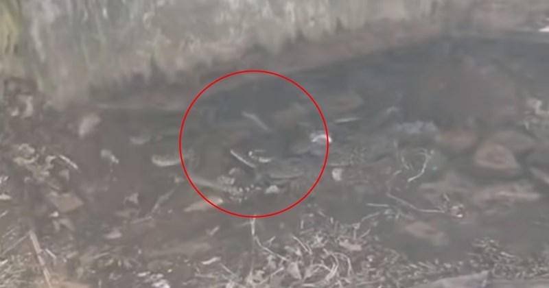 Samo za hrabre: Pogledajte što su ljudi pronašli ispod kuće, sledit će vam se krv u žilama