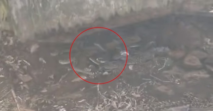 Samo za hrabre: Pogledajte što su ljudi pronašli ispod kuće, sledit će vam se krv u žilama