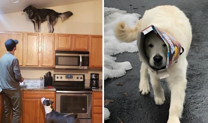15+ simpatičnih fotografija pasa i mačaka koji vlasnike svaki dan nasmijavaju luckastim ponašanjem