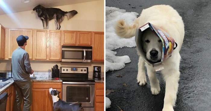 15+ simpatičnih fotografija pasa i mačaka koji vlasnike svaki dan nasmijavaju luckastim ponašanjem