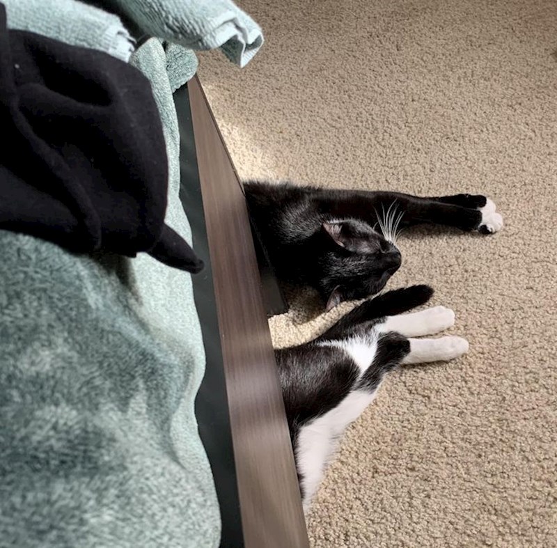 8. "Moja nevjerojatno "fleksibilna" mačka"