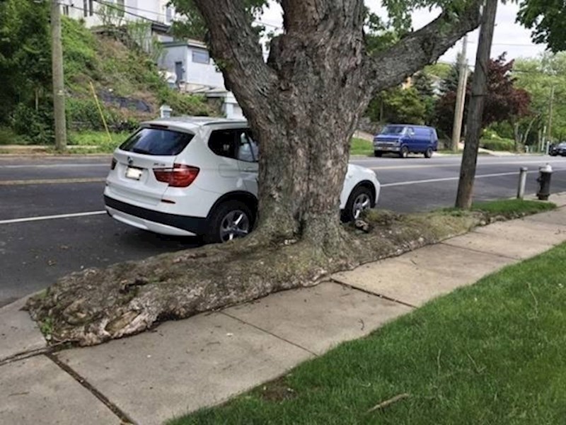 Jeste li ikad vidjeli ovakvo drvo?