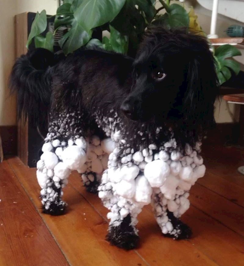 "Jesmo li mi to otkrili novog Pokemona?"