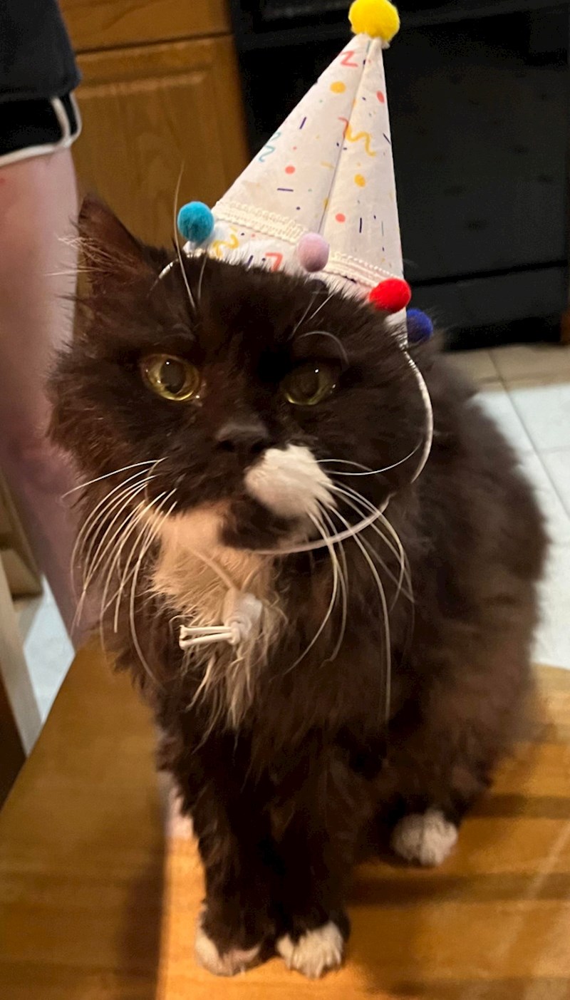 "Naš mačak je proslavio 23. rođendan. Počeli smo "slaviti" njegove rođendane nakon što je napunio 15 godina i daleko nadmašio godine koje su mi svi dali"