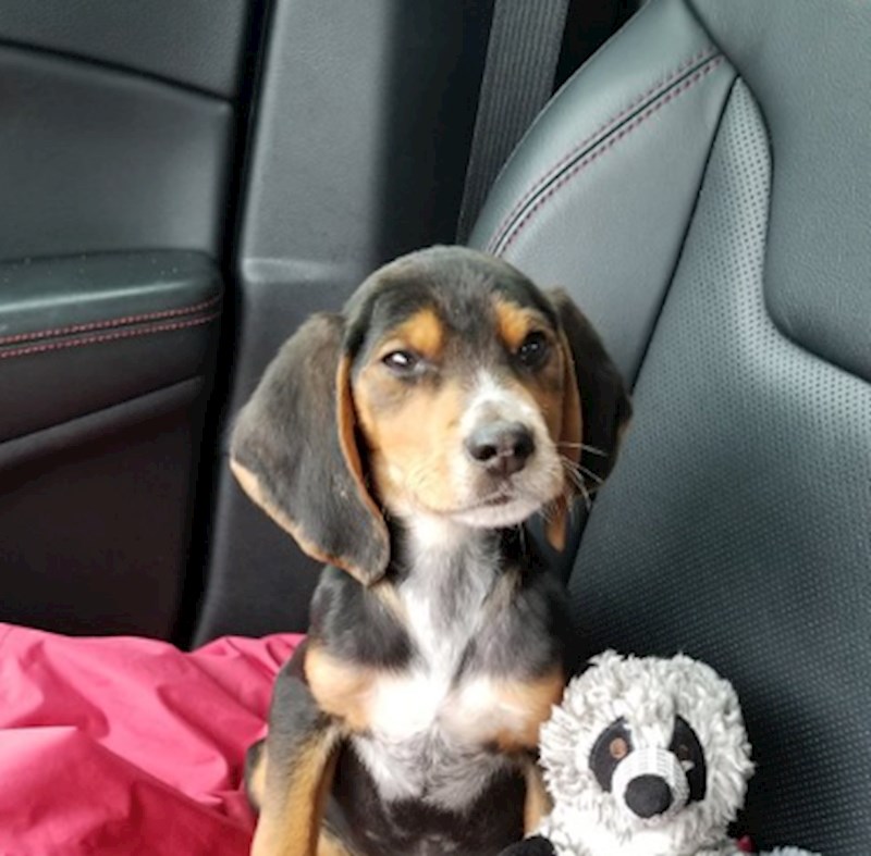 Samo bismo ga mazili i nikad ne pustili