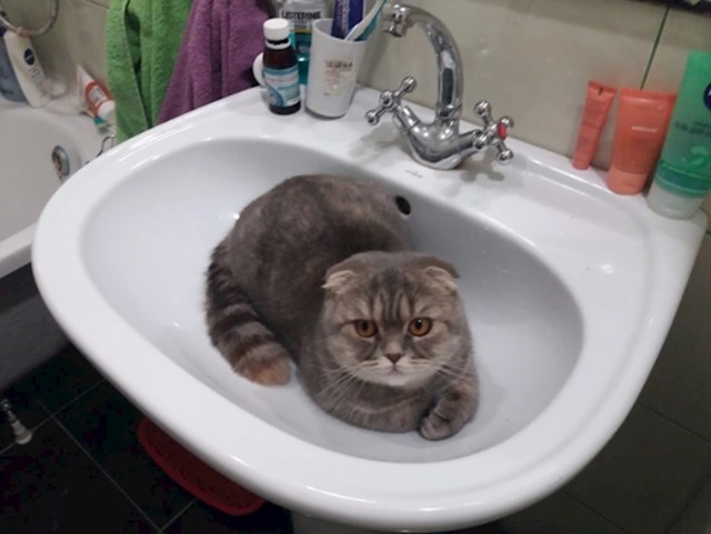 "Ne znam ni jednog drugog mačka koji obožava spavati u umivaoniku"