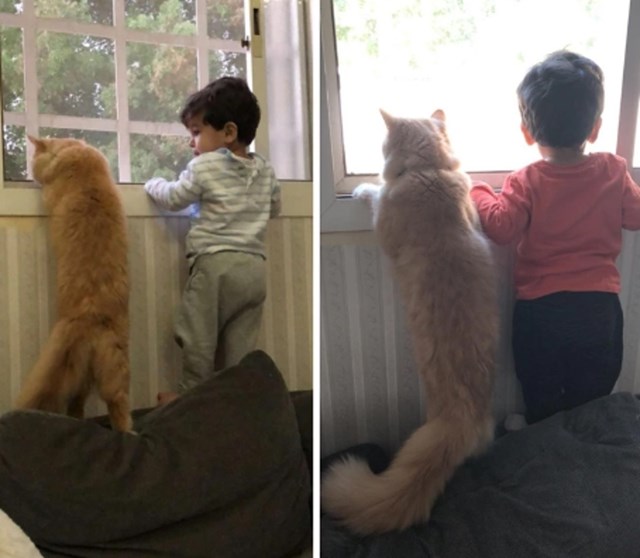 "Ovako barem jednom dnevno izgledaju moj sin i mačak, dva najbolja prijatelja."