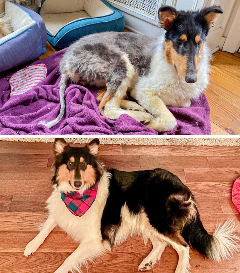 Ova ljepotica se oporavila i fizički i psihički, sada izgleda neprepoznatljivo!