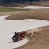 Vlasnik snimio dirljiv trenutak između svoja dva psa, ljude na IG-u oduševilo ponašanje labradora