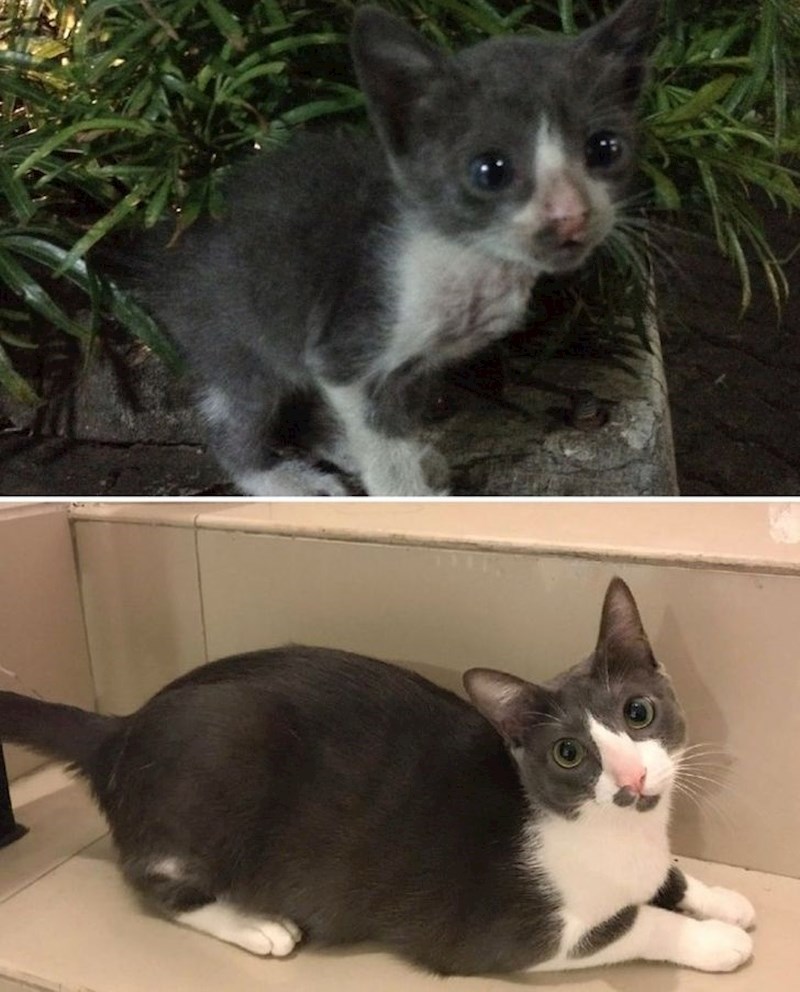 3. "Od malenog napuštenog mačića do najveće maze na svijetu"