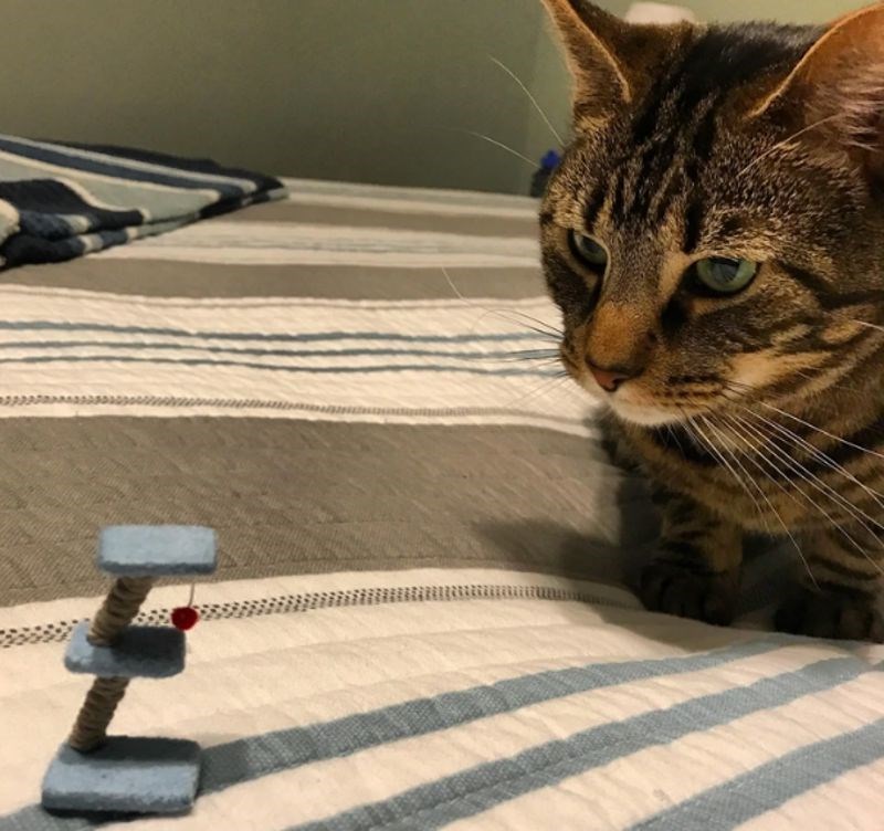 9. "Naručila sam grebalicu za svog mačka i onda mi je stigla ova katastrofa..."