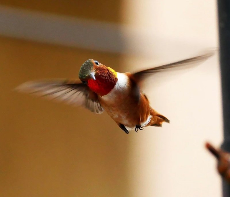 6. "Kolibrić me uhvatio dok sam ga slikao."