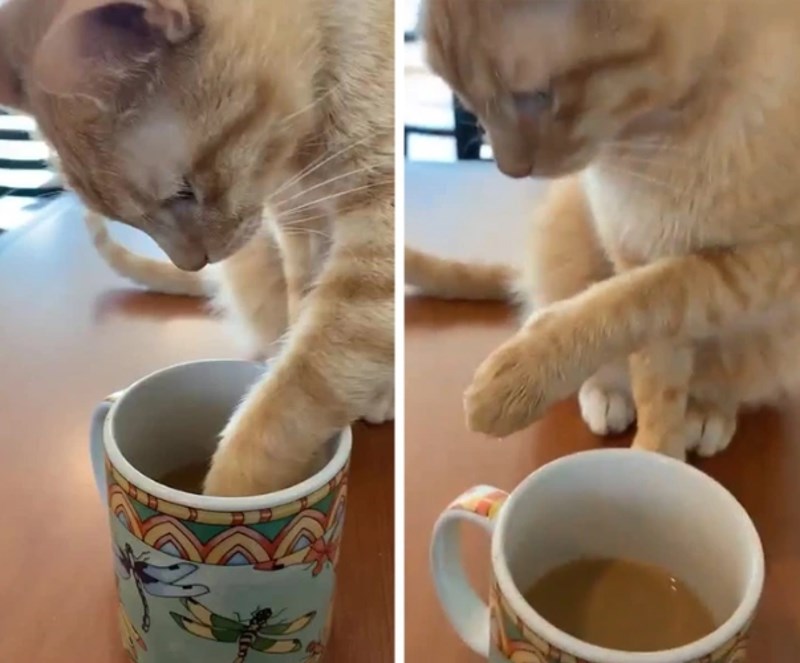 2. Samo je isprobavao ima li dovoljno šećera 😄