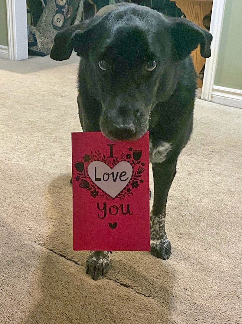 "Često nosi stvari po kući, a danas mi je donio ovu čestitku"