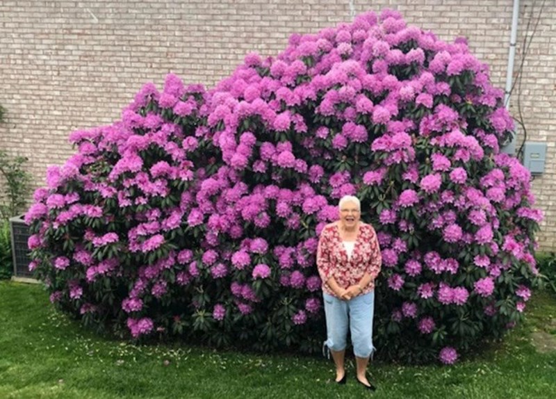 5. Unuka je fotografirala baku koja je pozirala ispred pjenišnika koji je njezina majka posadila za nju prije 45 godina.