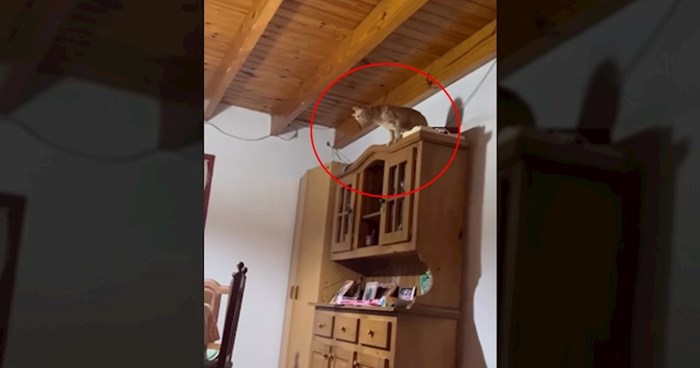 Tip snimio mačka kako radi nešto nevjerojatno glupo, s ovim će se poistovjetiti svi vlasnici mačaka