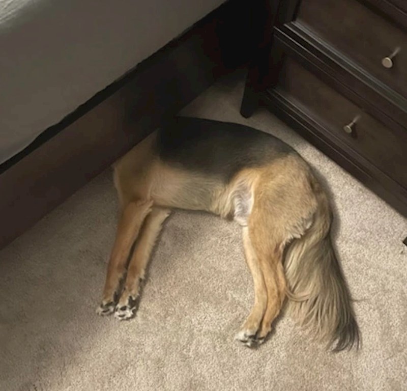 "Ne može se cijeli ugurati ispod kreveta pa onda ovako spava"