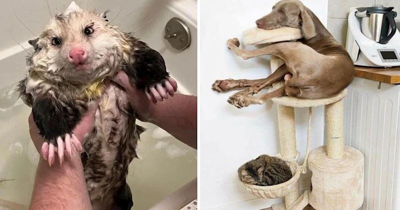 20 simpatičnih i zabavnih fotografija životinja koje će vam izmamiti osmijeh na lice