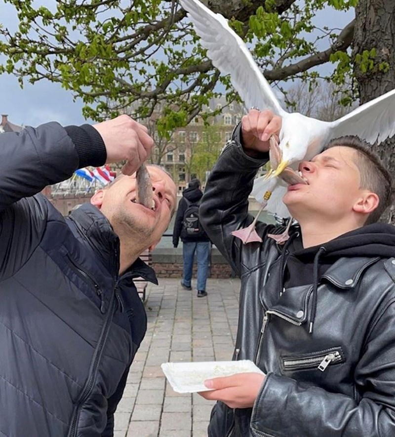 2. Galebovi su poznati kradljivci hrane