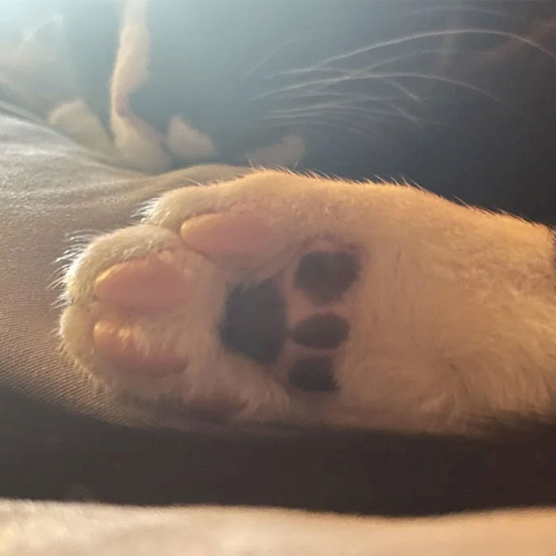 20. Šapica u šapici 🙂