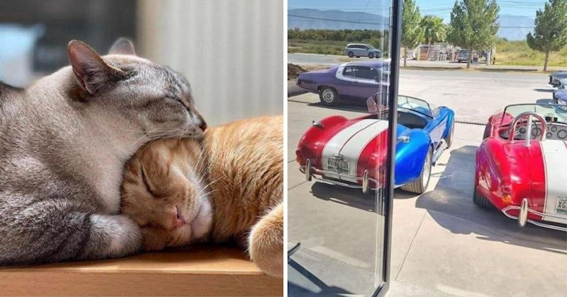 13 varljivih prizora koji su na prvi pogled zbunili sve koji su ih vidjeli, pogledajte hoće li i vas