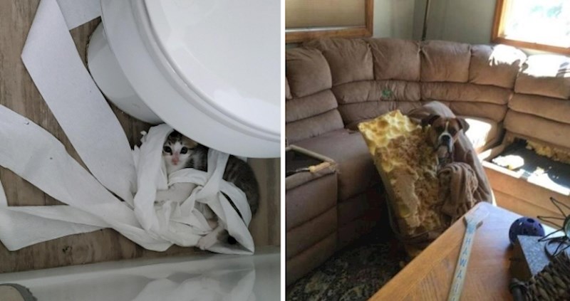 15+ vragolastih mačaka i pasa koji uživaju uzrokovati glavobolje svojim vlasnicima