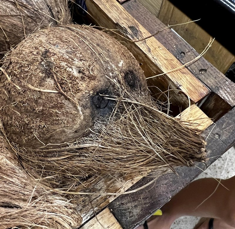 4. "Ne mogu odlučiti izgleda li mi ovaj kokos više kao štakor ili pas"